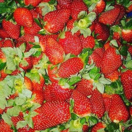 Premium Strawberry Lab